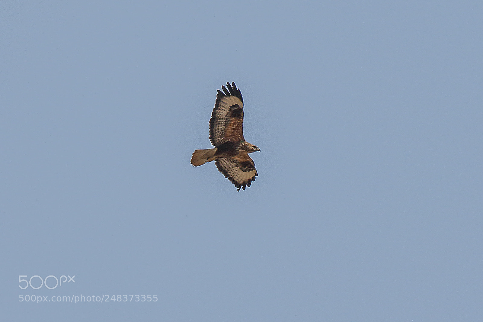 Canon EOS 7D Mark II sample photo. Long lagged buzzard photography