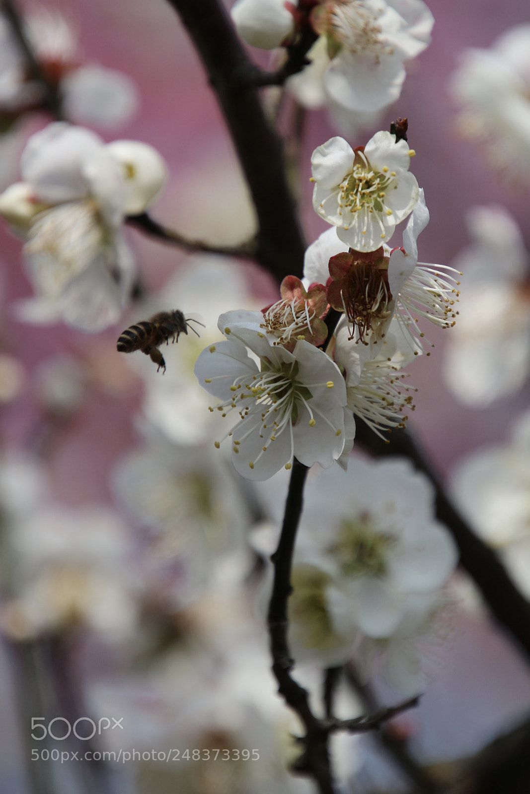 Canon EOS 100D (EOS Rebel SL1 / EOS Kiss X7) sample photo. 蜂儿不食人间仓 玉露为酒花为粮 photography