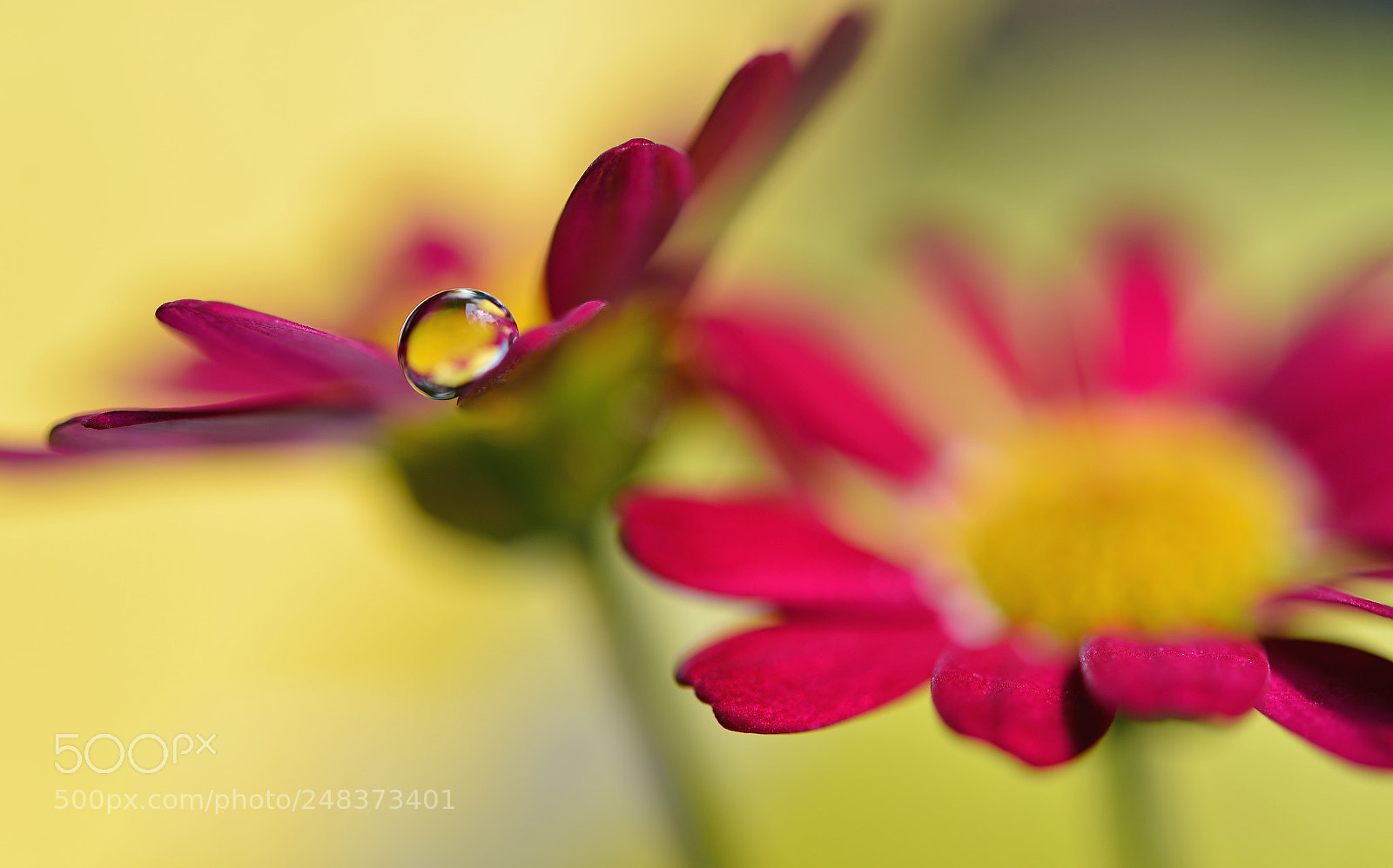 Nikon D600 sample photo. Sunny drop photography