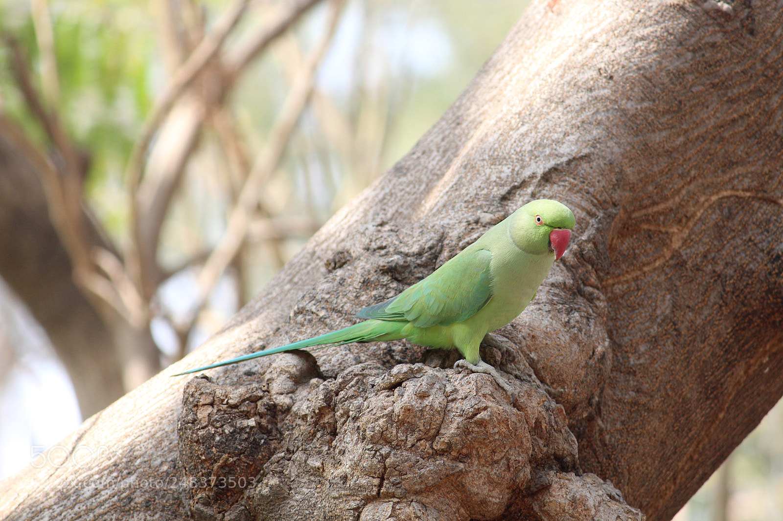 Canon EF-S 55-250mm F4-5.6 IS II sample photo. A little parakeet...beautiful! photography