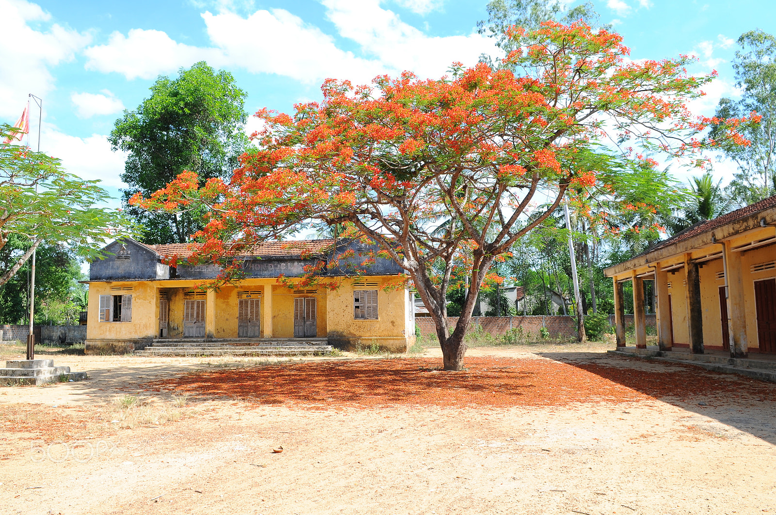Nikon D300S sample photo. Poinciana flowers and schools photography