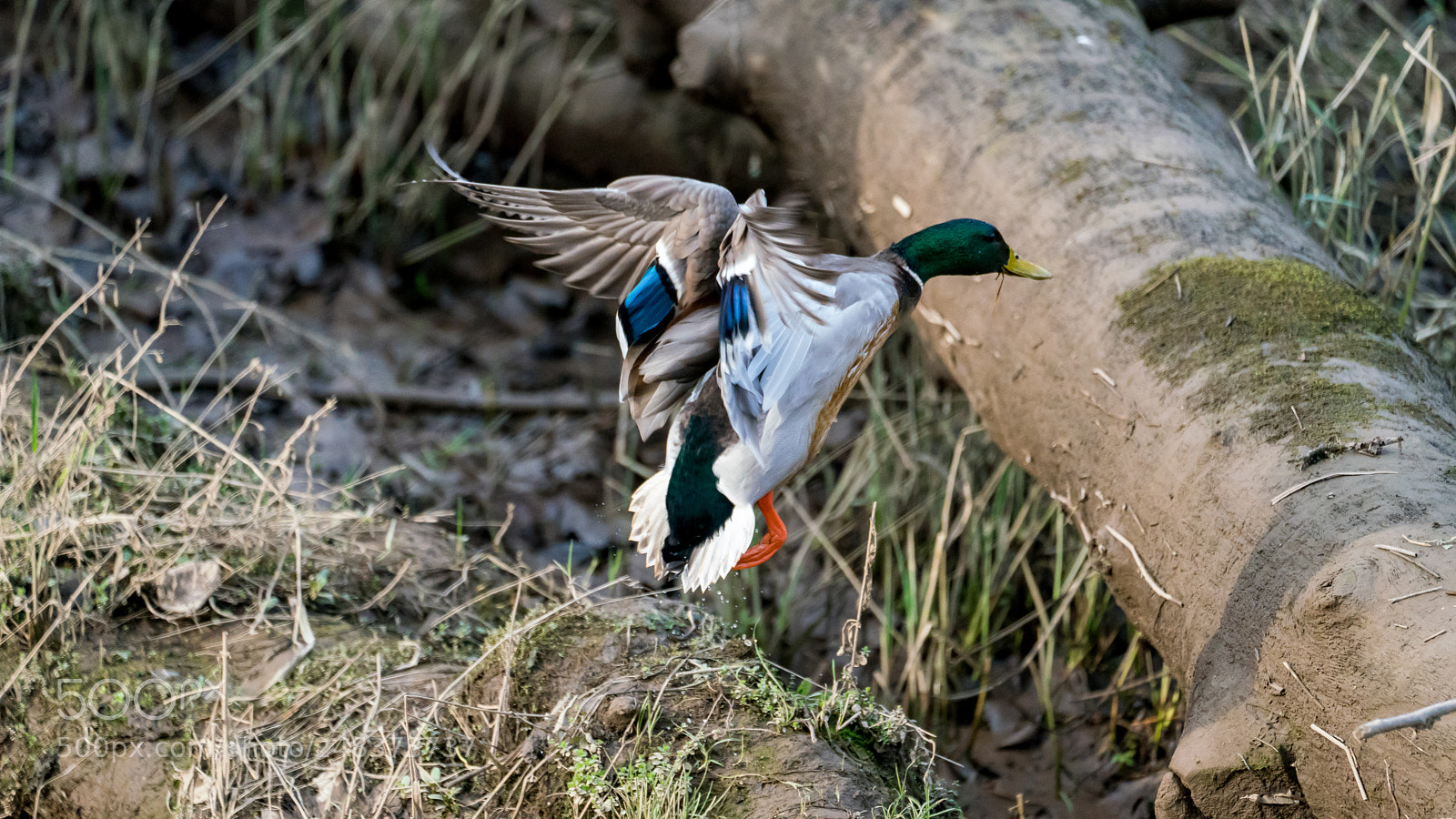 Sony a7R III sample photo. Mallard hopping on a photography