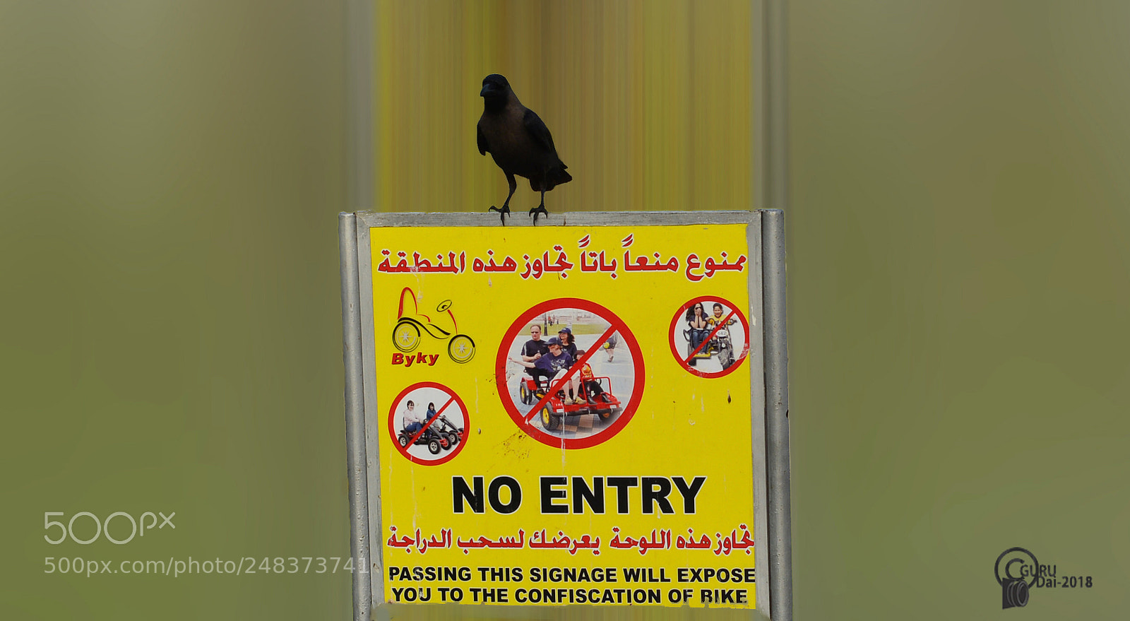 Nikon D5200 sample photo. Black bird photography