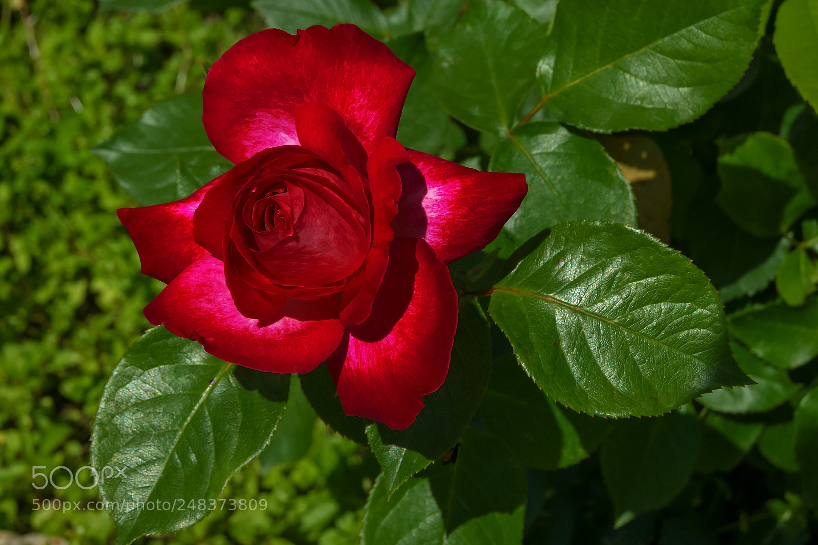 Sony Alpha DSLR-A290 sample photo. May rose photography