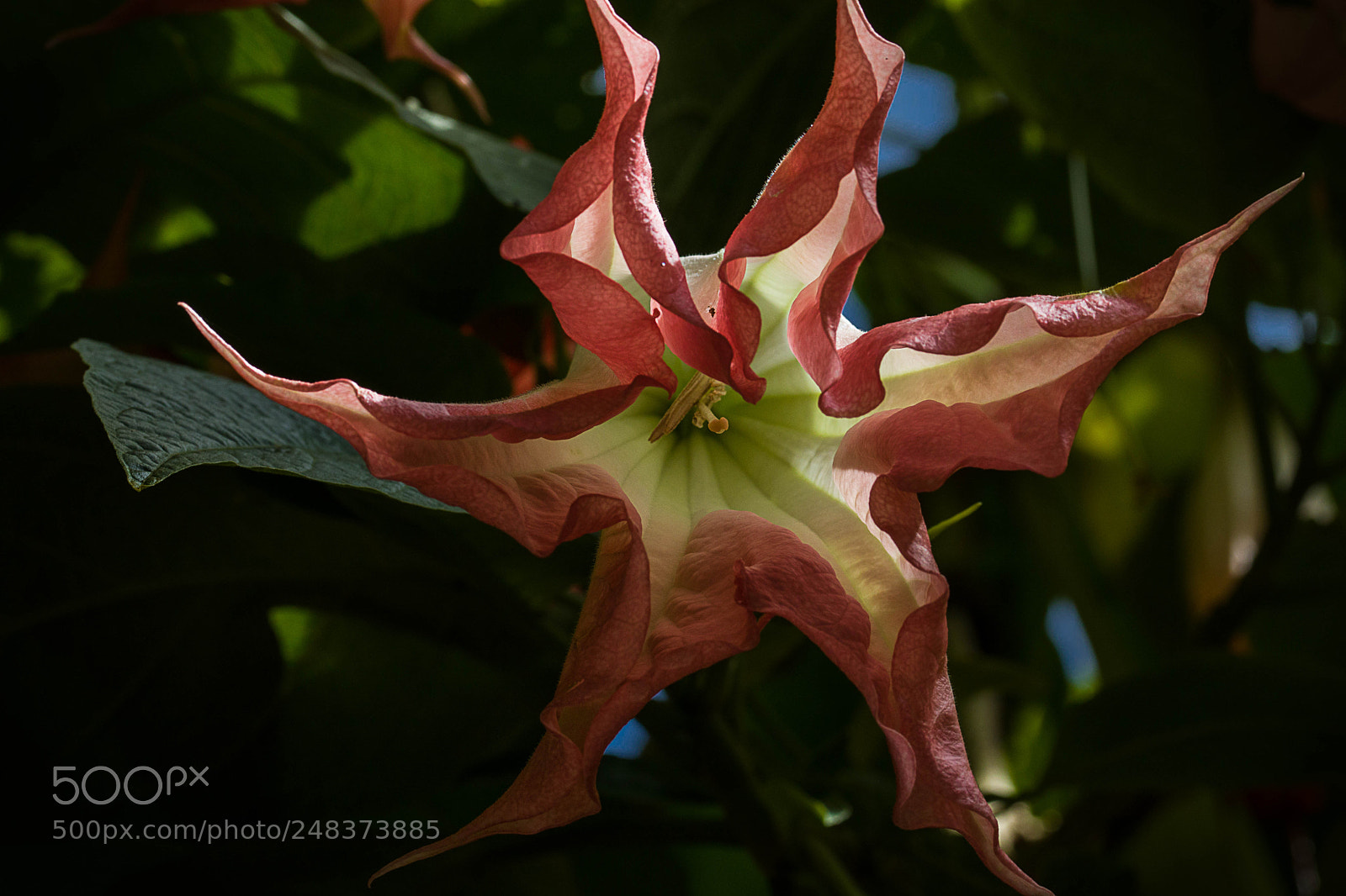 Canon EOS 80D sample photo. Angel's trumphet photography