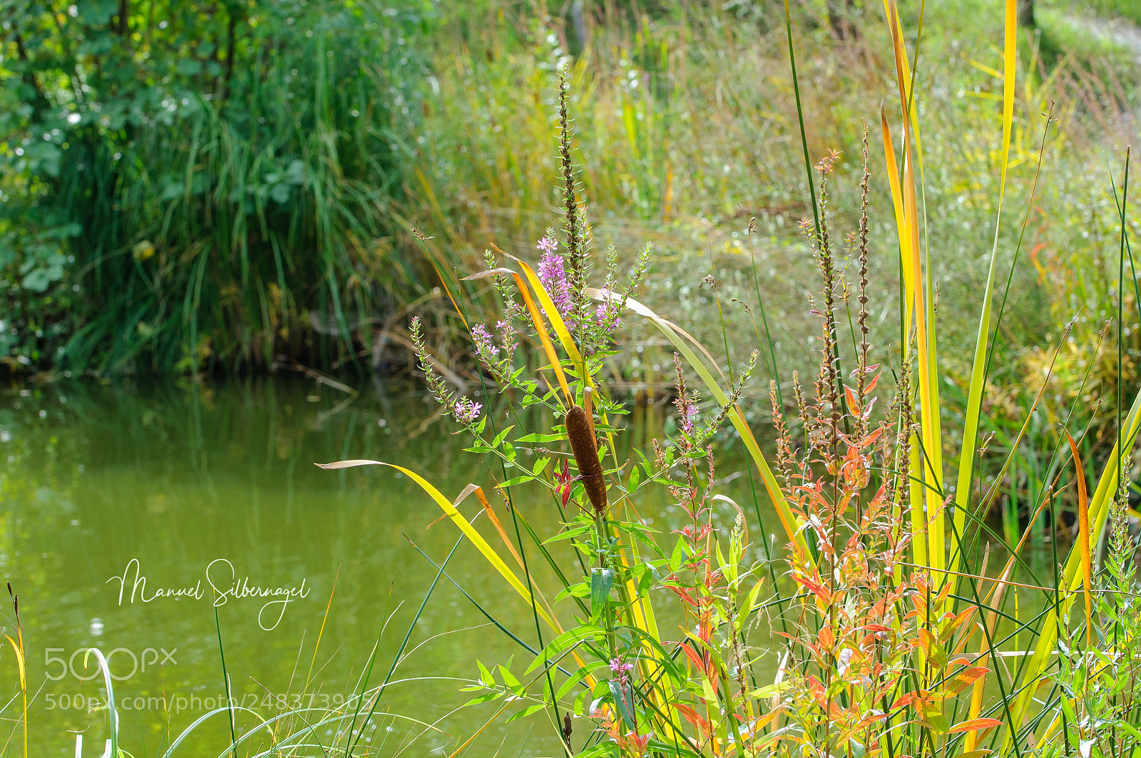 Nikon D90 sample photo. Afternoon at the pond photography