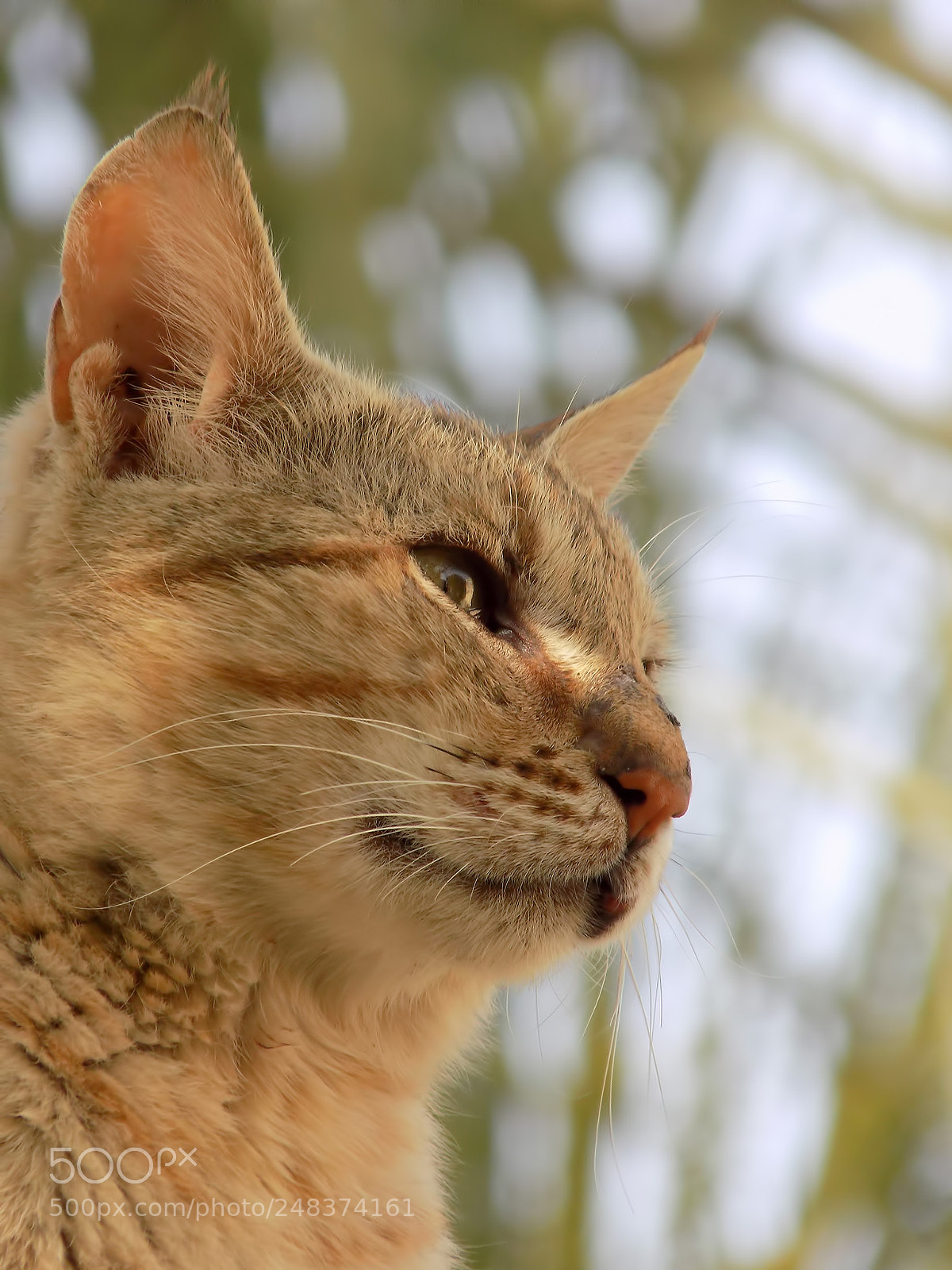 Nikon COOLPIX L340 sample photo. Cat portrait photography