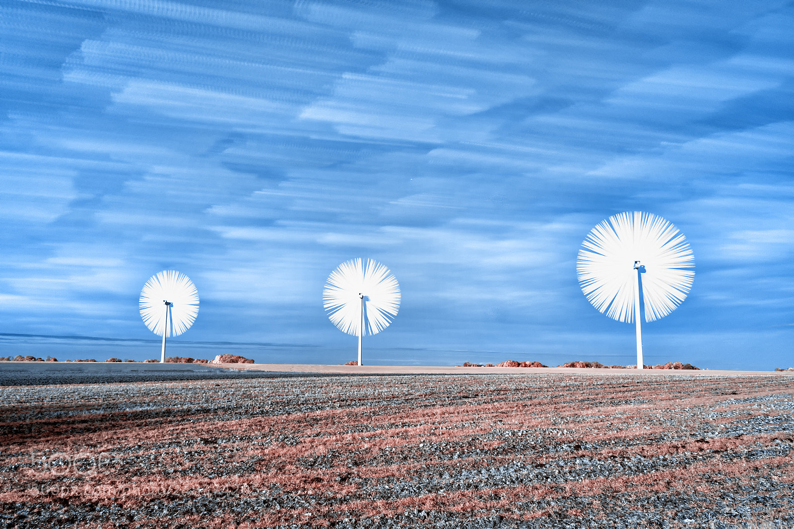 Canon EOS 600D (Rebel EOS T3i / EOS Kiss X5) sample photo. Field daisies photography