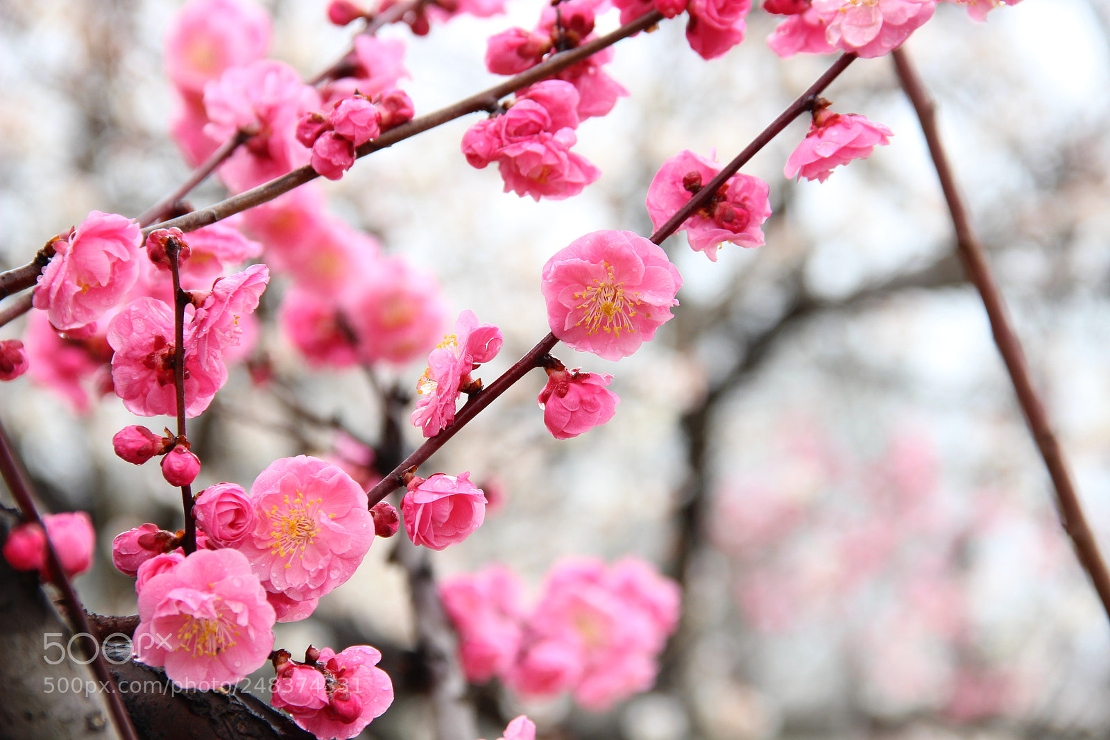 Canon EF-S 18-135mm F3.5-5.6 IS sample photo. 梅 photography