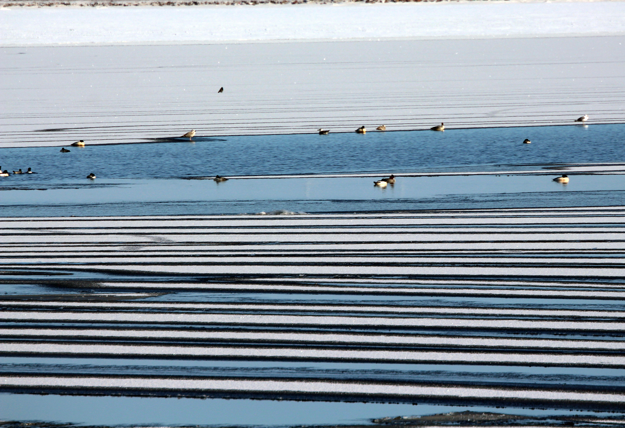 Canon EOS 700D (EOS Rebel T5i / EOS Kiss X7i) sample photo. The tracks in line and waterfowls. photography