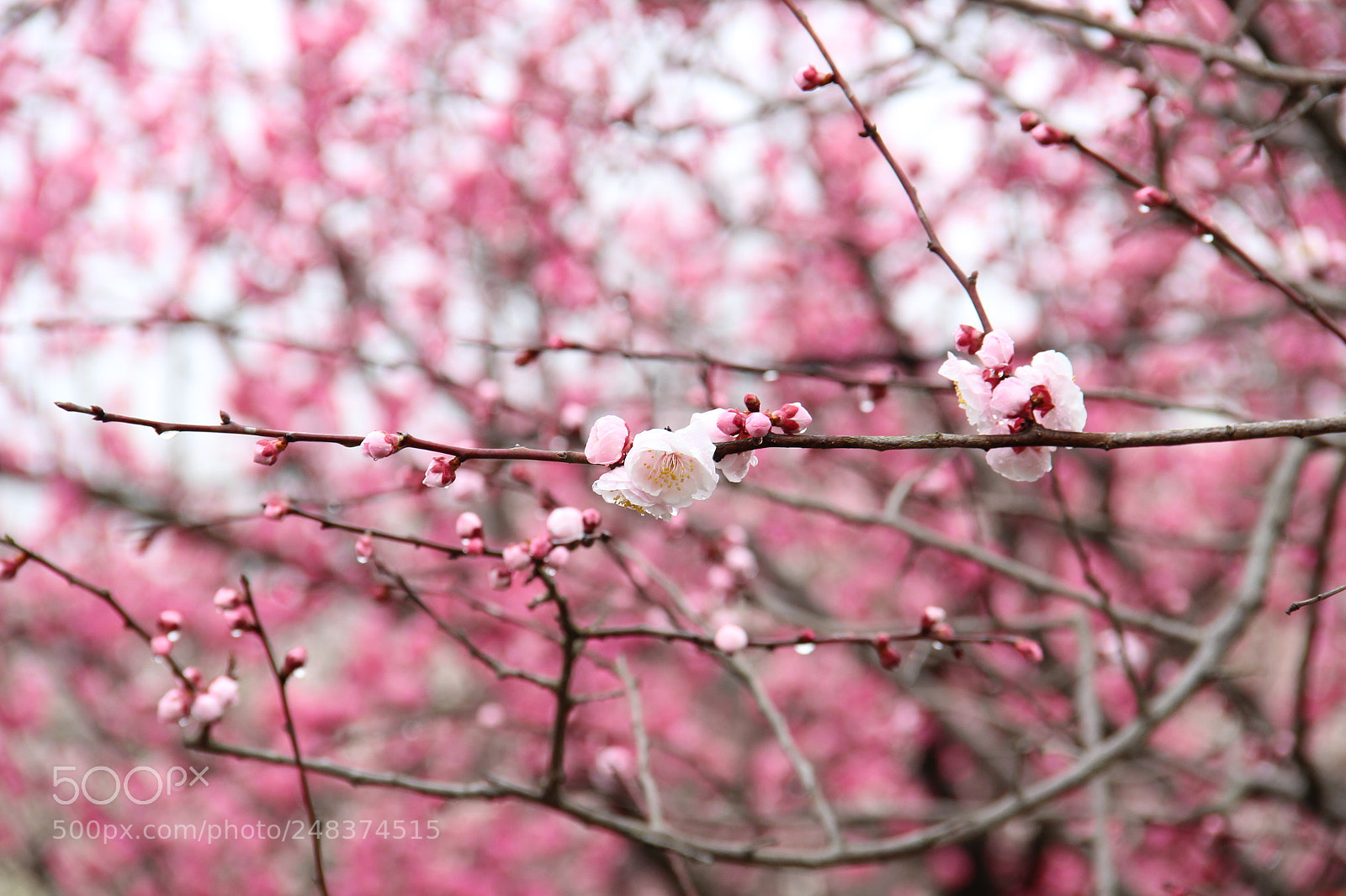 Canon EF-S 18-135mm F3.5-5.6 IS sample photo. 梅 photography