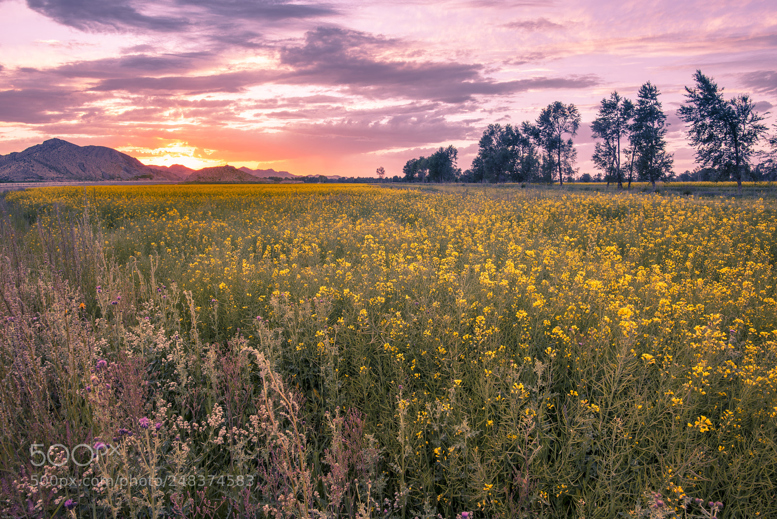 Nikon D810 sample photo. Untitled photography