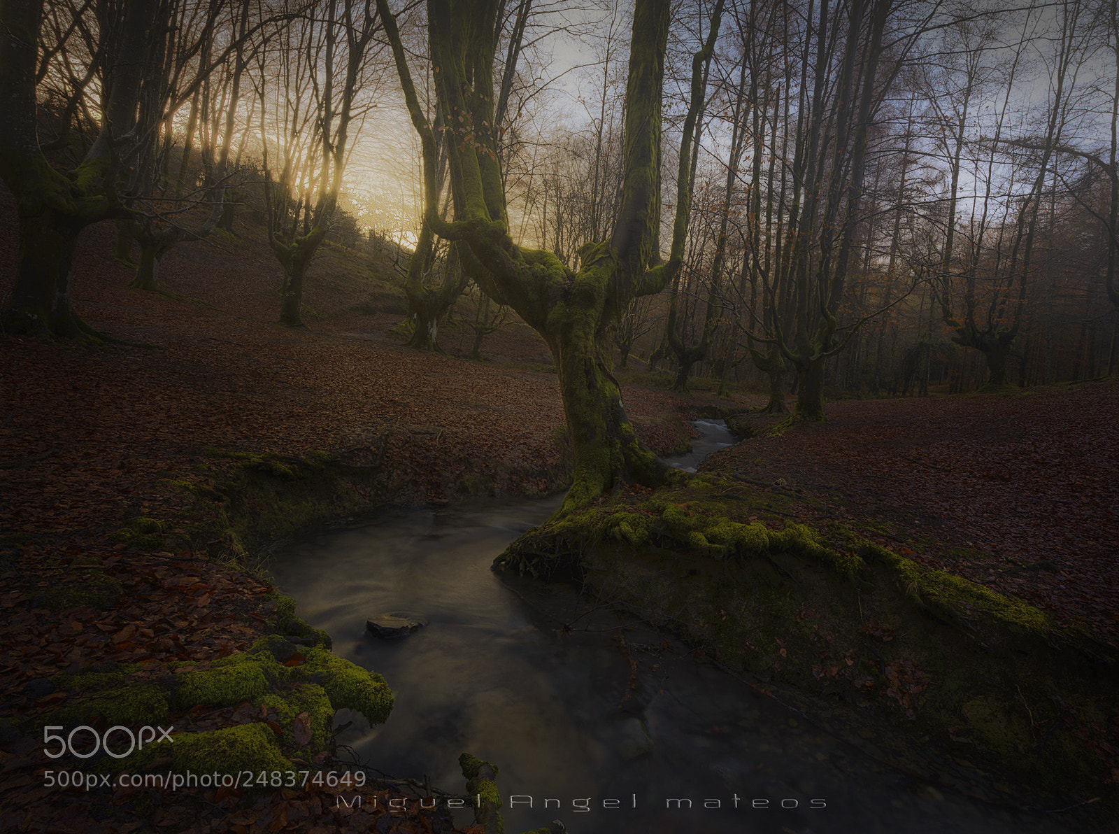 Nikon D610 sample photo. Sunrise in the forest photography