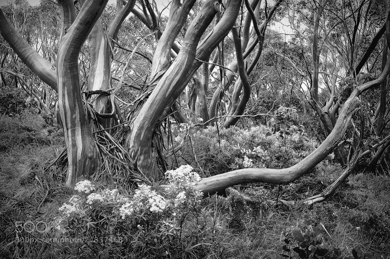 Pentax K-7 sample photo. Snowgum #copy copy photography