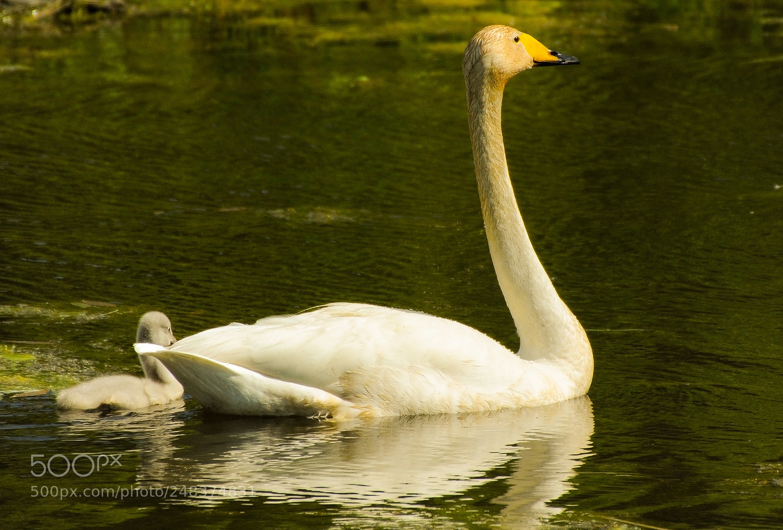 Nikon D700 sample photo. The swan sailing on photography