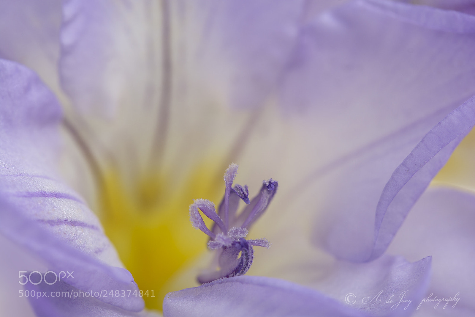 Nikon D7100 sample photo. Freesia photography