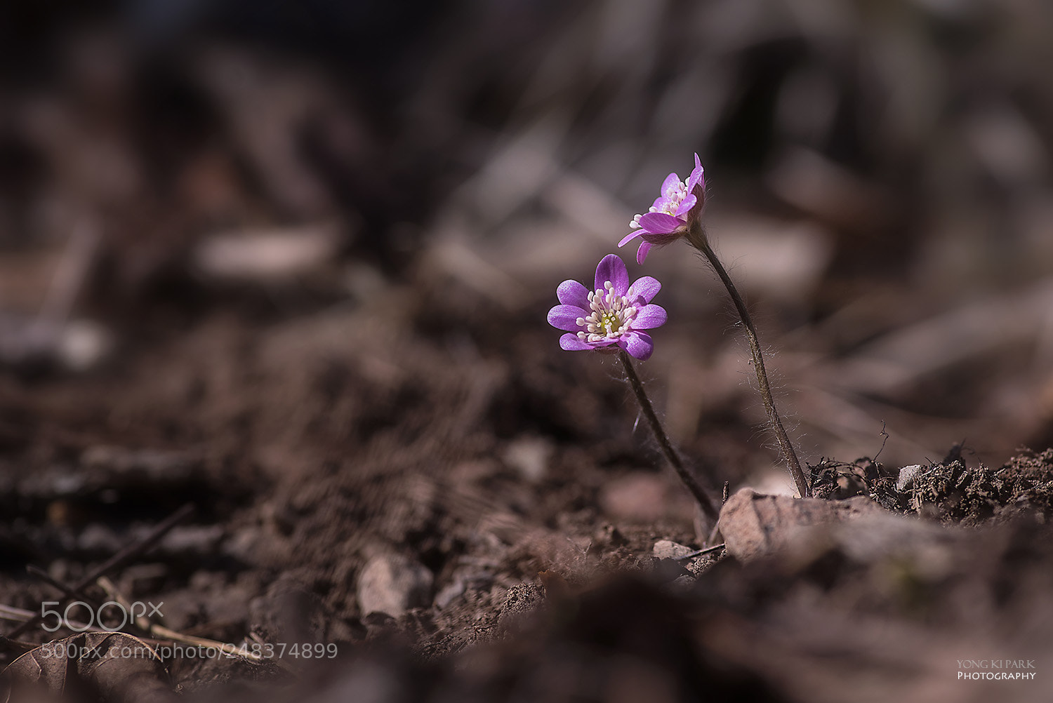 Pentax K-1 sample photo. Early spring at the photography