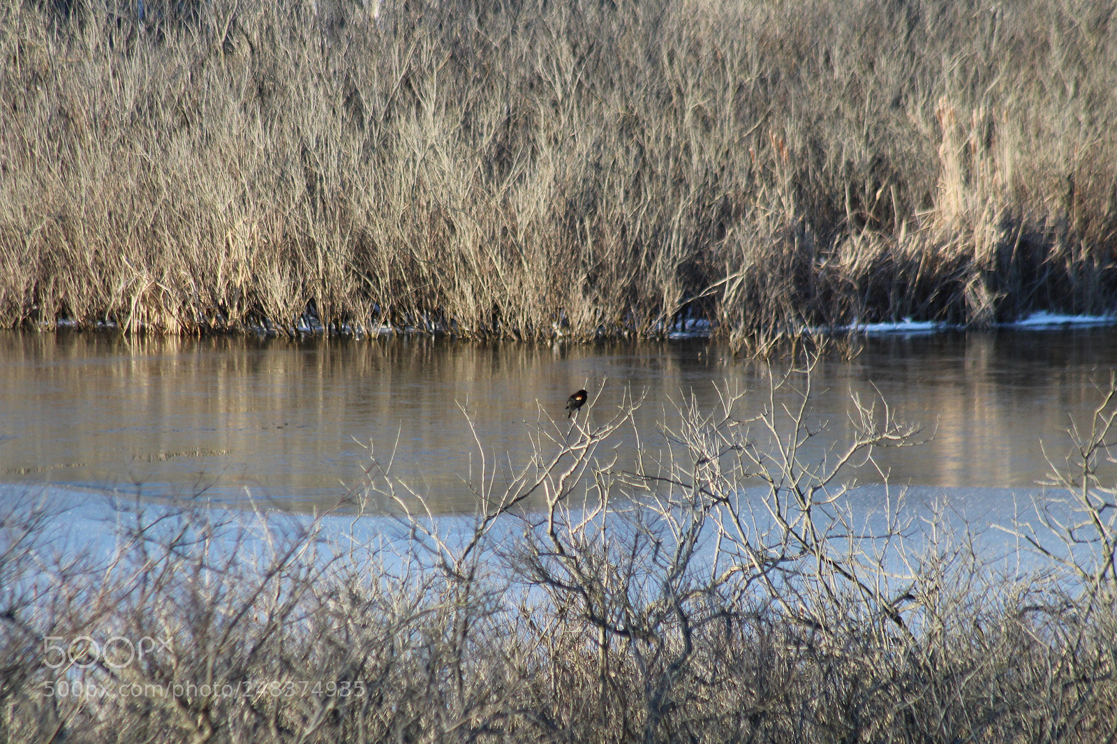 Canon EF 75-300mm f/4-5.6 sample photo. Untitled photography