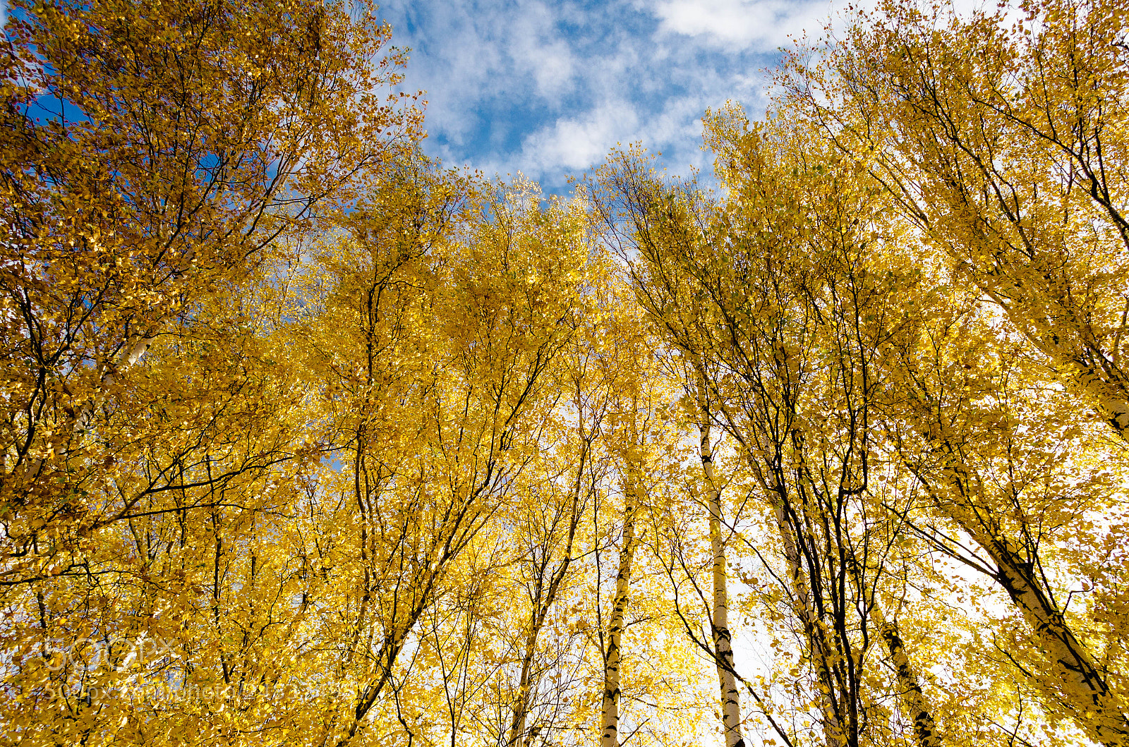 Nikon D5100 sample photo. Autumn photography