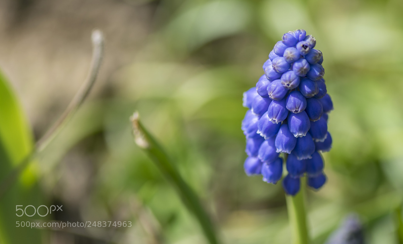 Nikon D5300 sample photo. Le muscari. photography