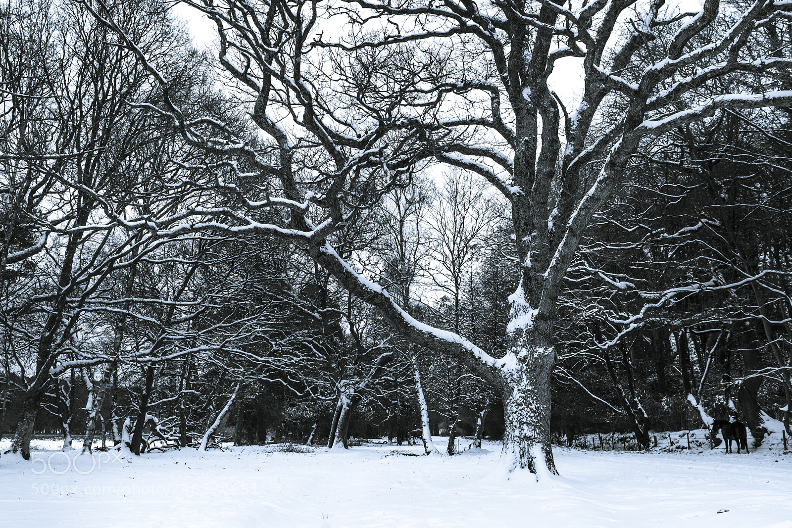 Nikon D610 sample photo. Beachern woods in the photography