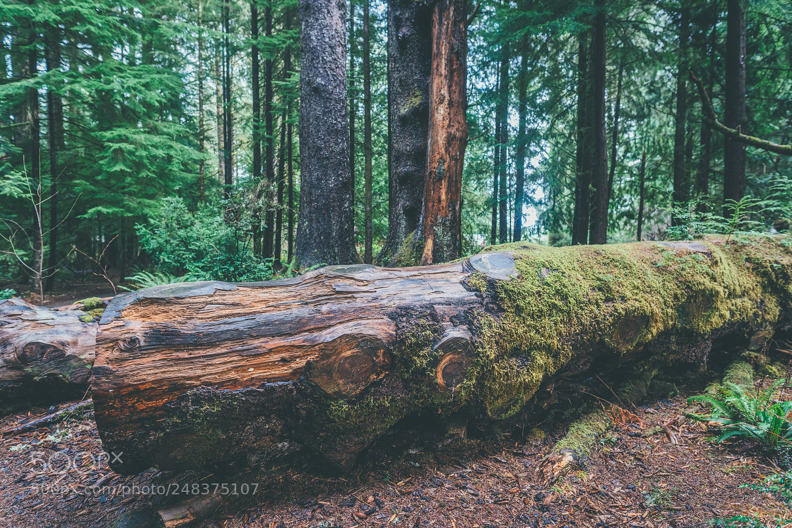 Sony a7R II sample photo. Oregon forest photography