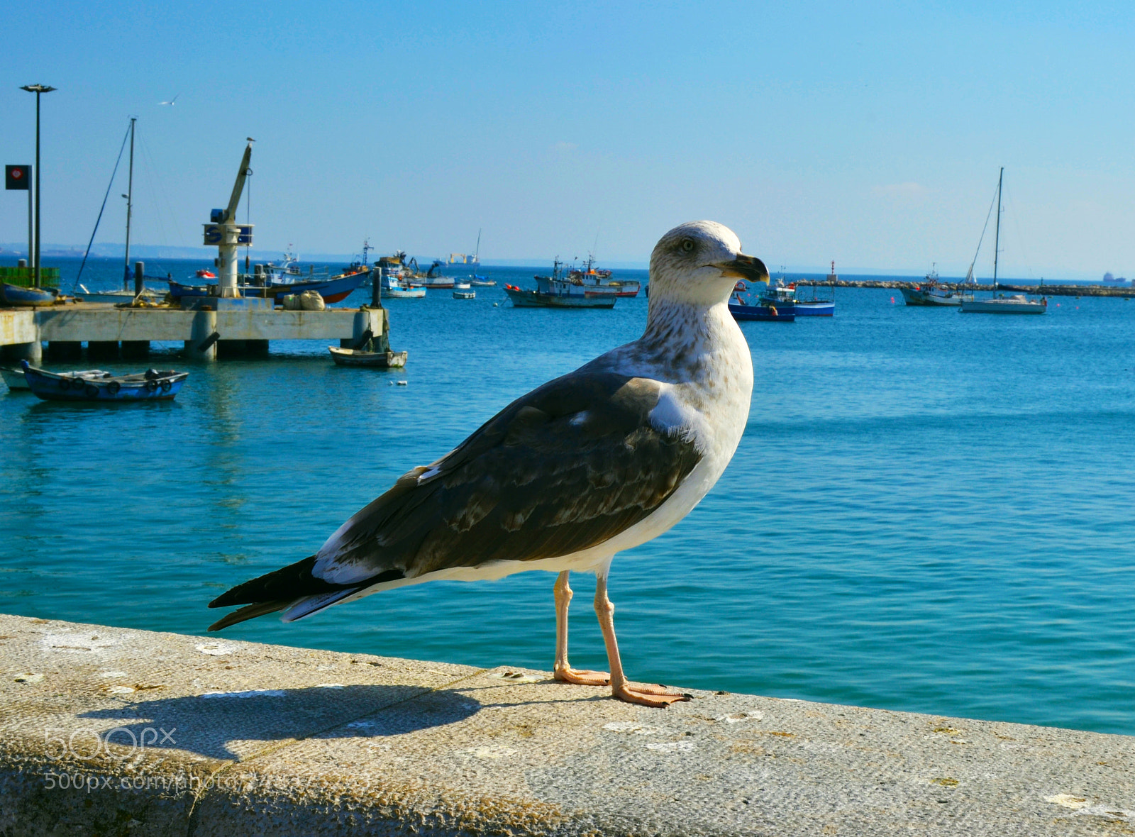 Nikon D3100 sample photo. Gaviota photography