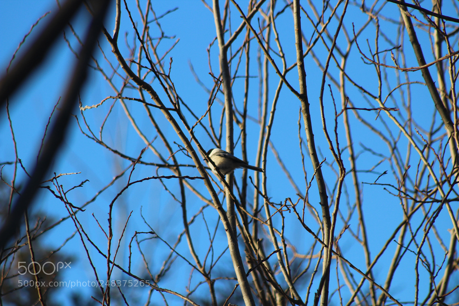 Canon EF 75-300mm f/4-5.6 sample photo. Untitled photography