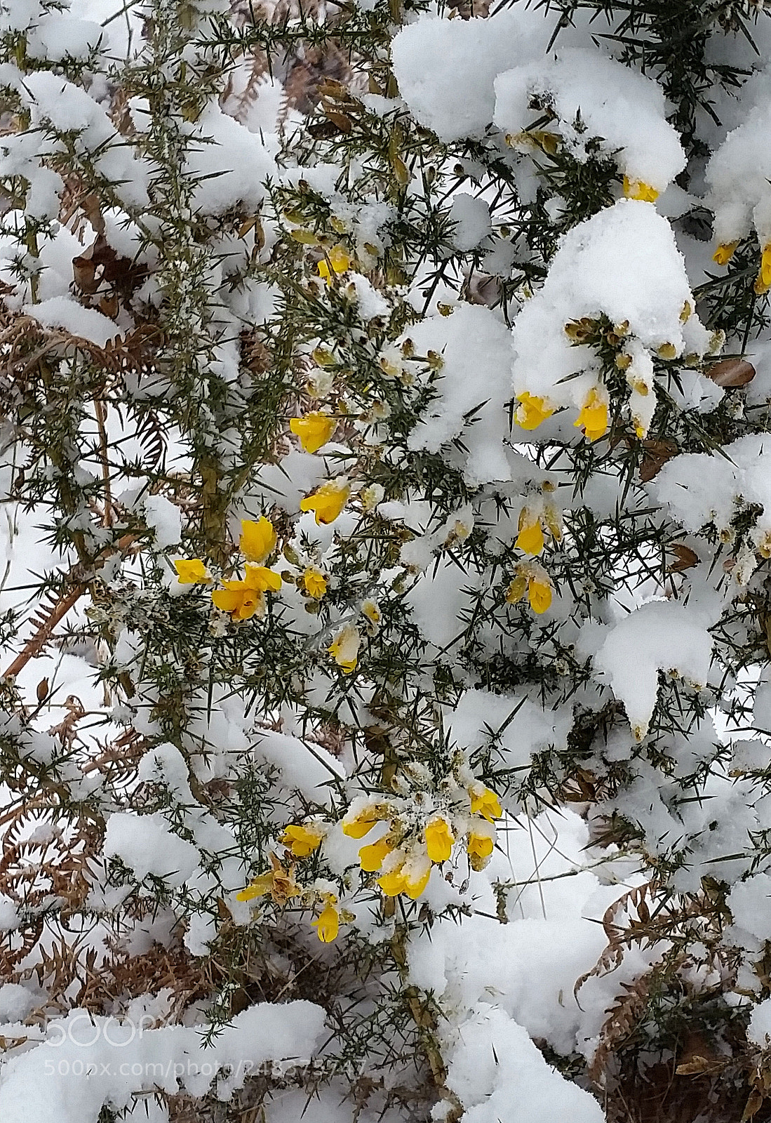 Samsung Galaxy S5 sample photo. Gorse in snow photography