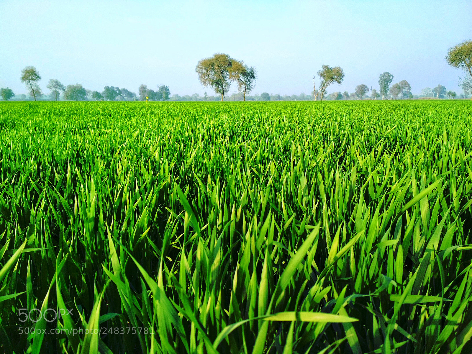 Xiaomi Redmi 4 Pro sample photo. Playful emptiness photography