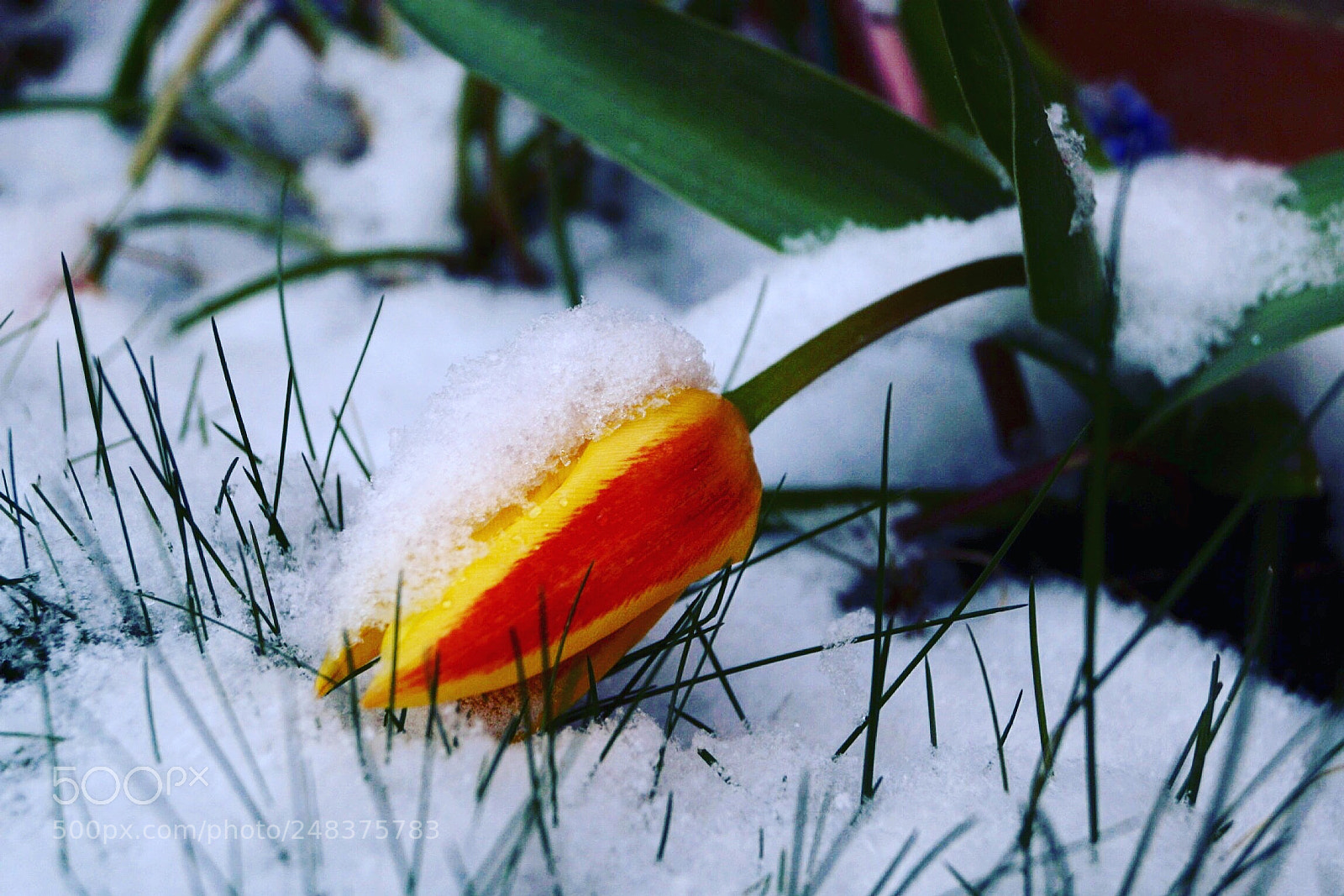 Sony SLT-A58 sample photo. Tulip in the snow ?❄️ photography