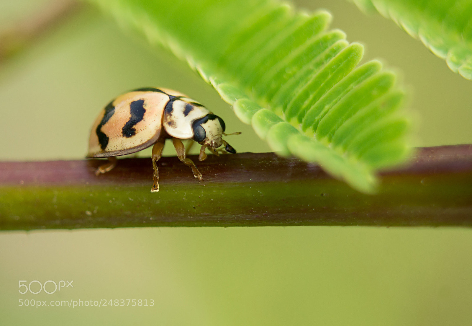 Canon EOS 1200D (EOS Rebel T5 / EOS Kiss X70 / EOS Hi) sample photo. Asian ladybug photography