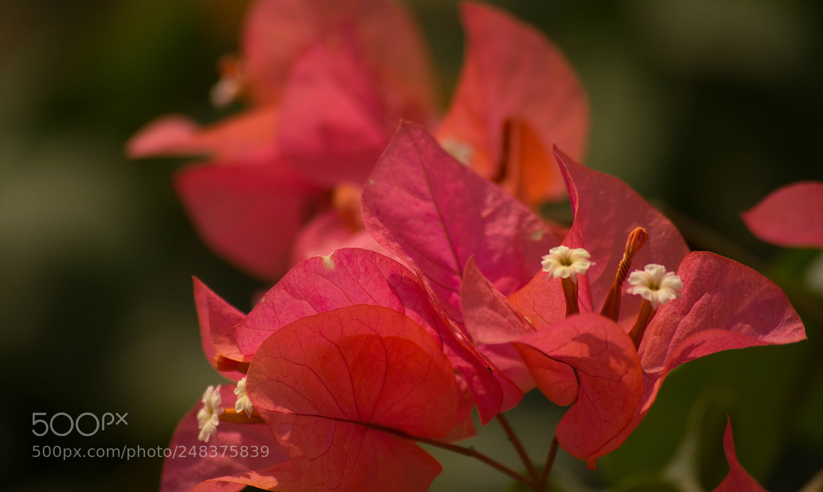 Nikon D5200 sample photo. Flower photography