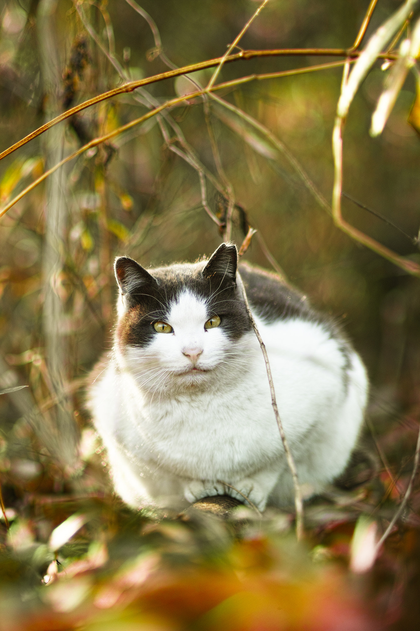 Sigma 85mm F1.4 EX DG HSM sample photo. Cat every day photography