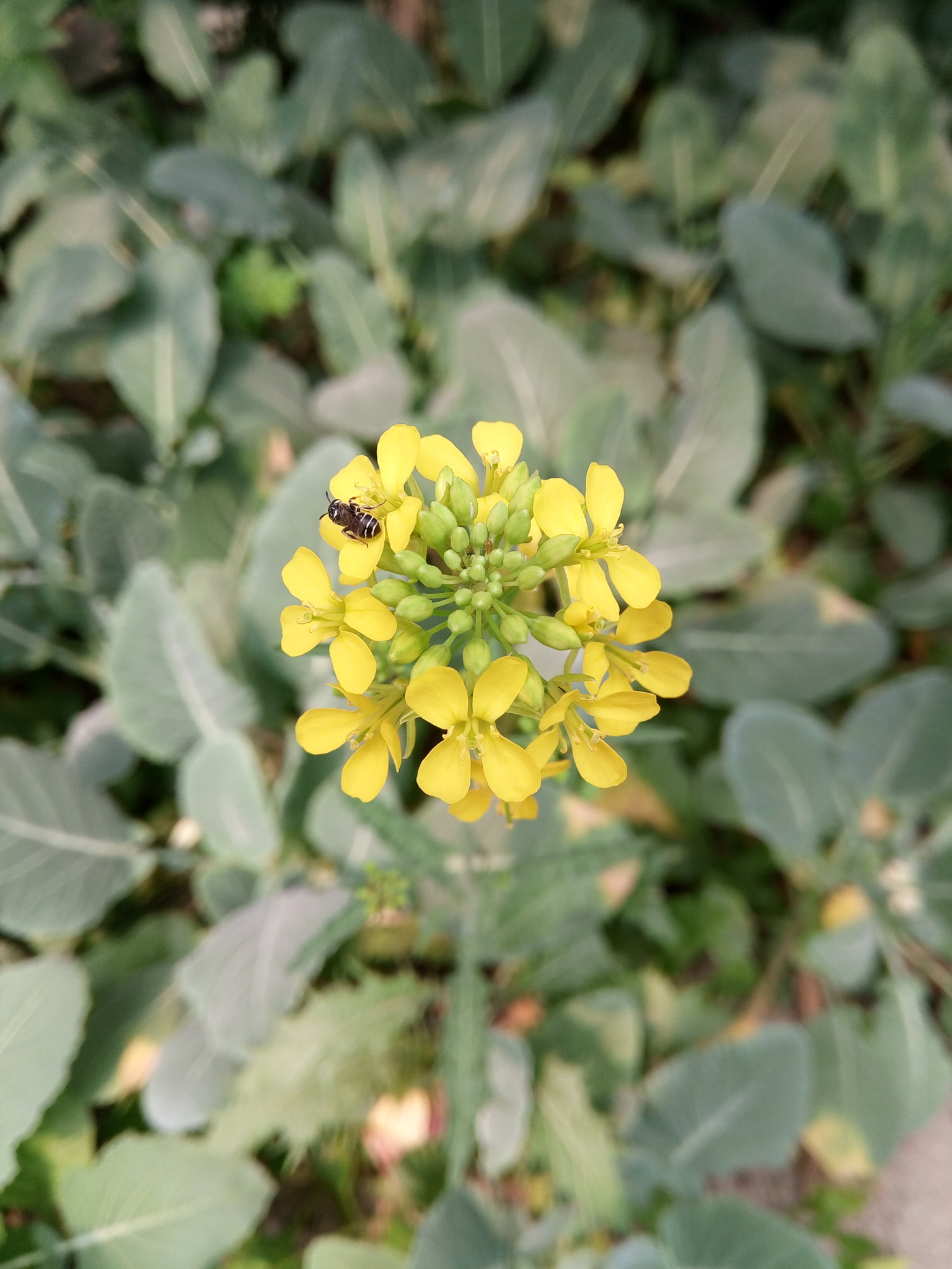 GIONEE A1 lite sample photo. Mother nature photography