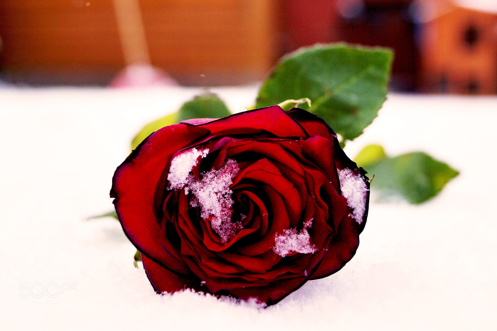 Sony SLT-A58 sample photo. A rose laying on photography