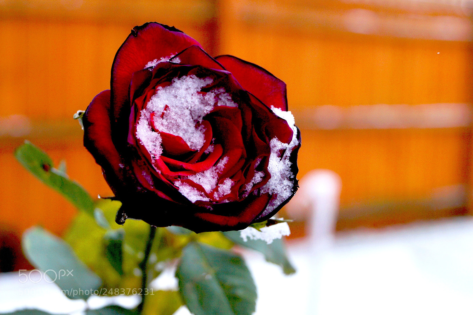 Sony SLT-A58 sample photo. Another photograph of a photography