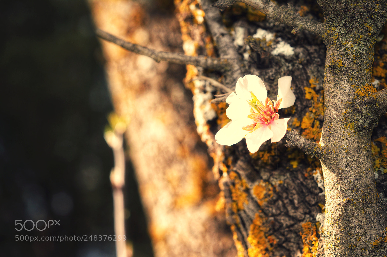 Nikon D5200 sample photo. Untitled photography