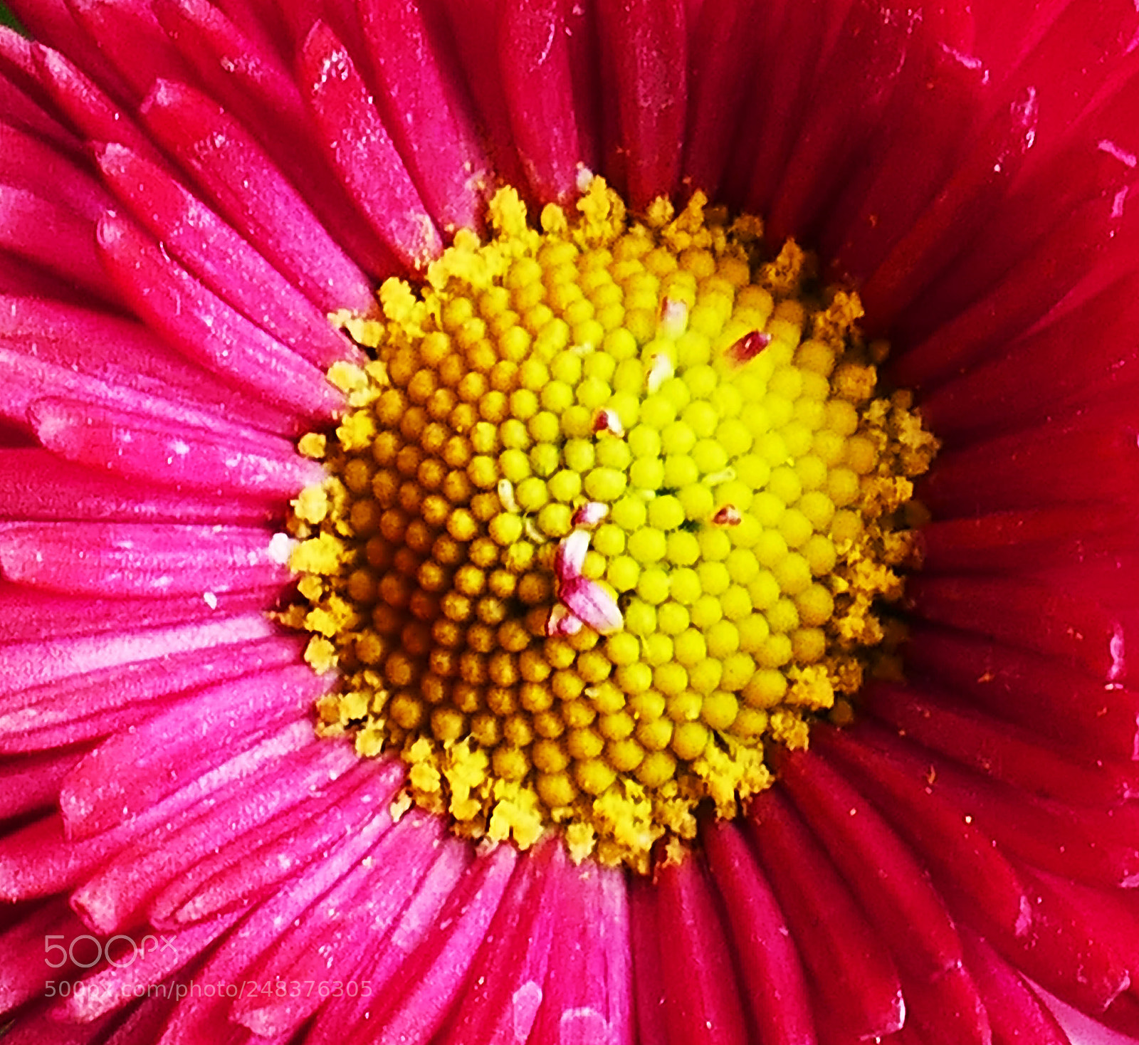 Panasonic Lumix DMC-FZ1000 sample photo. Heart of daisy photography