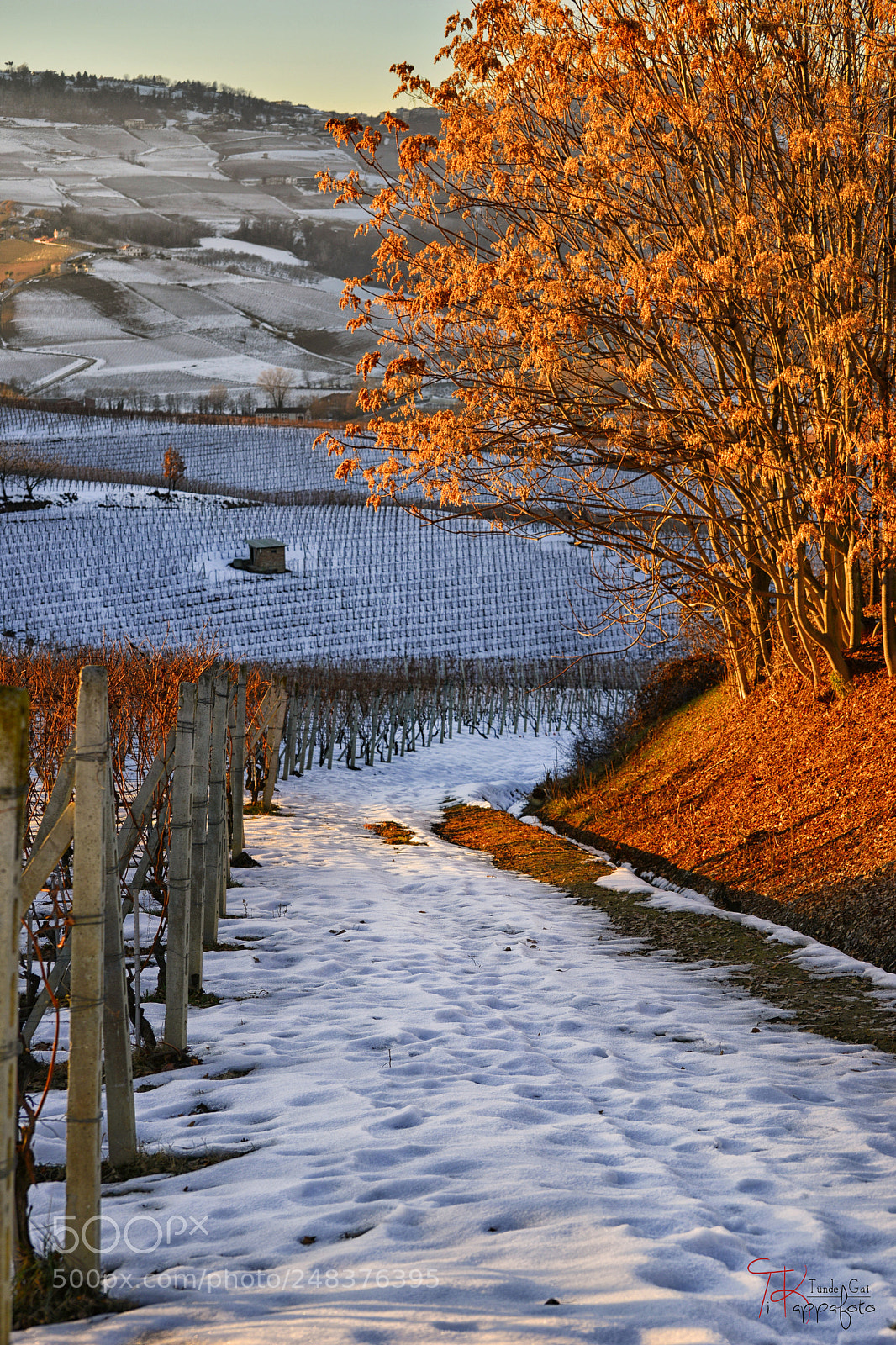 Nikon D800 sample photo. Langhe vineyards in the photography