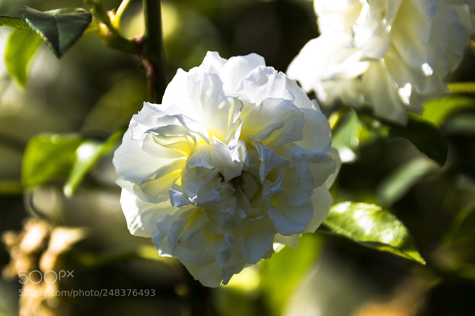 Canon EOS 7D Mark II sample photo. White rose photography