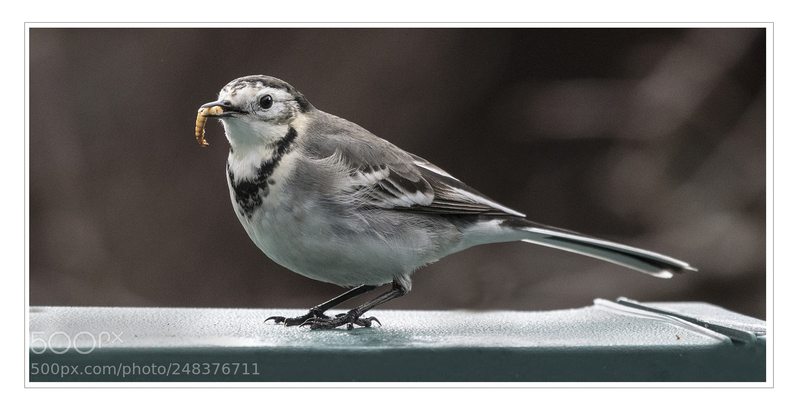 Nikon D500 sample photo. Pied wagtail photography