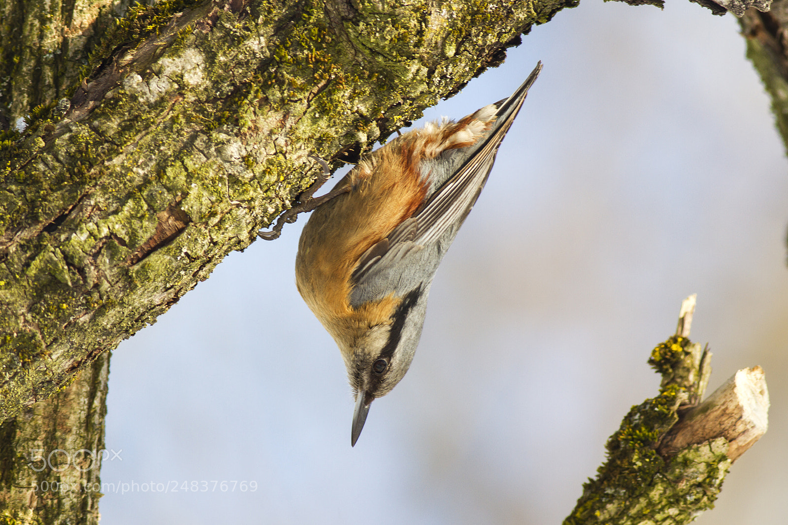 Canon EOS 7D sample photo. Eurasian nuthatch or wood photography