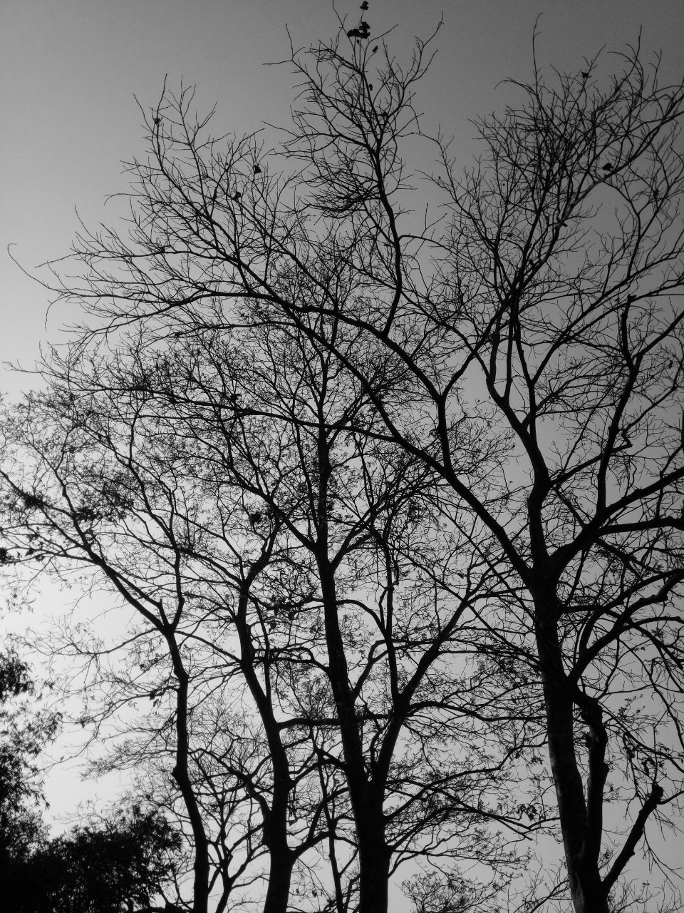 GIONEE A1 lite sample photo. Monochromic photography