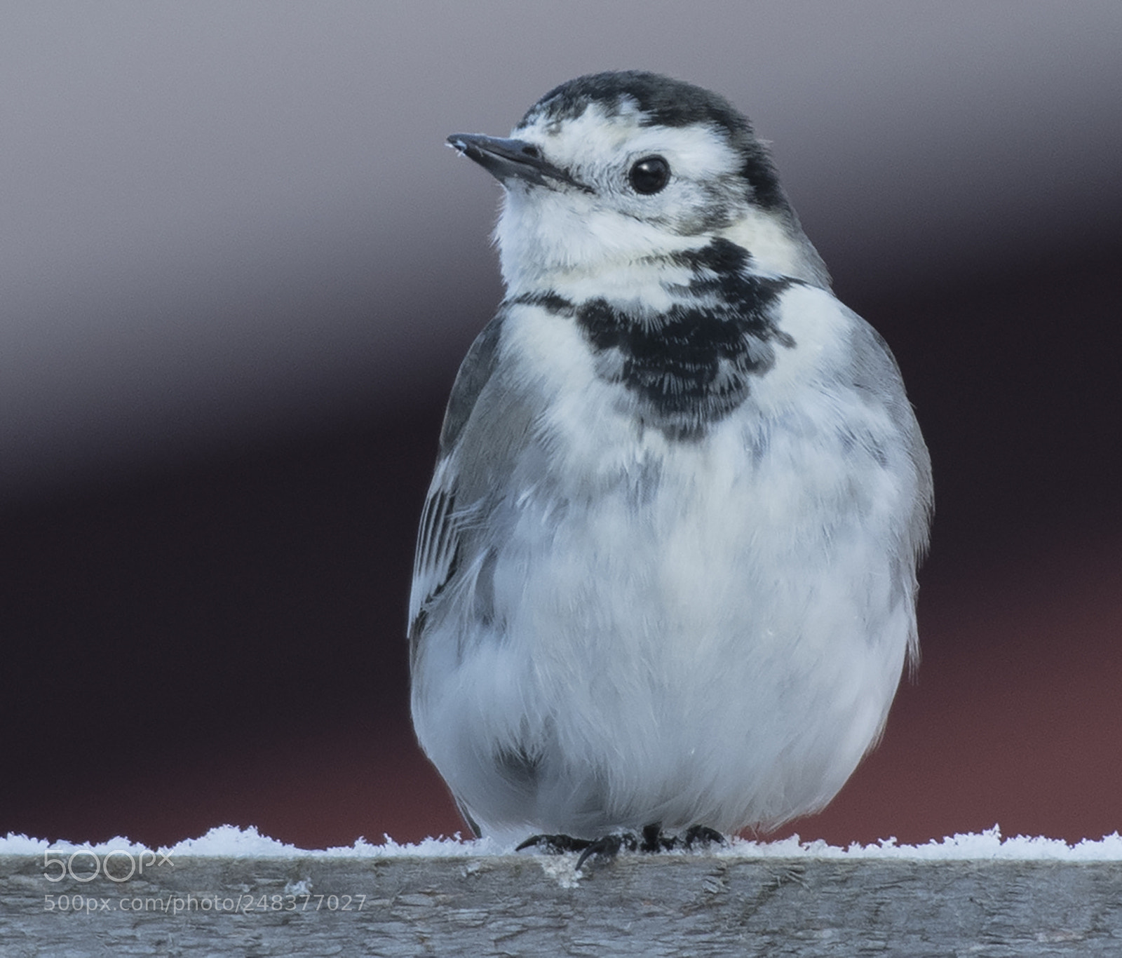 Nikon D500 sample photo. Pied wagtail photography