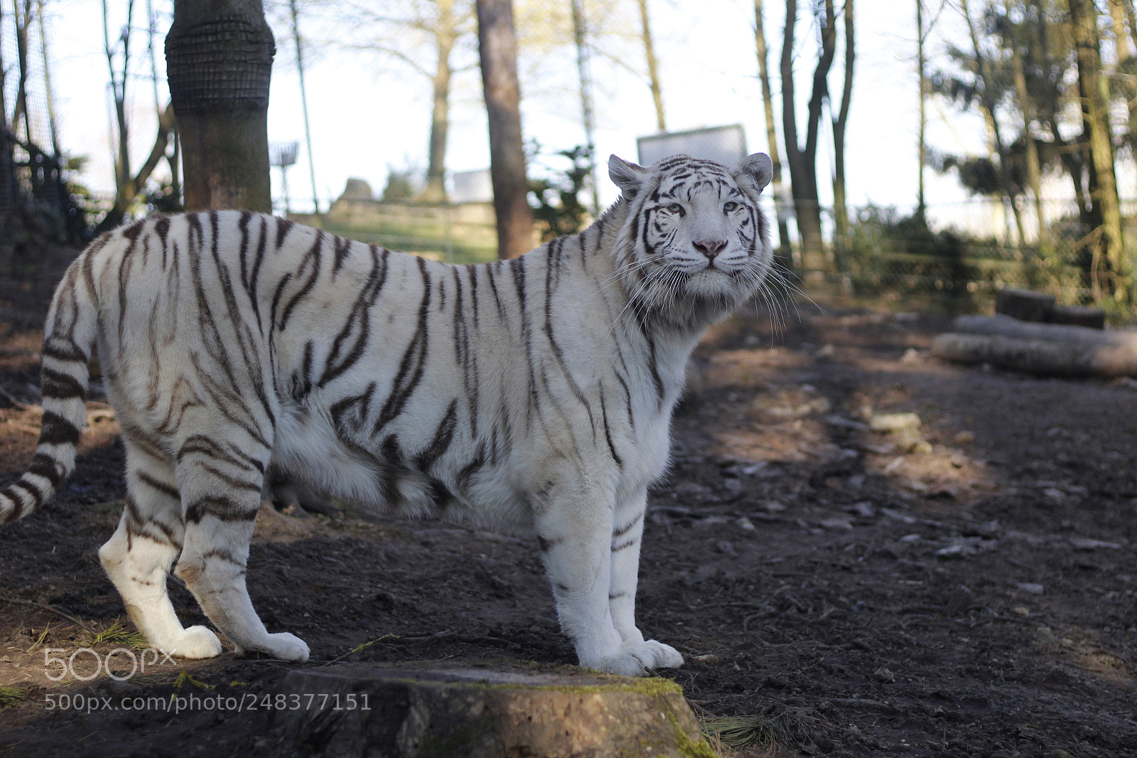 Canon EOS 1200D (EOS Rebel T5 / EOS Kiss X70 / EOS Hi) + Canon EF 50mm F1.8 STM sample photo. Tigre blanc photography