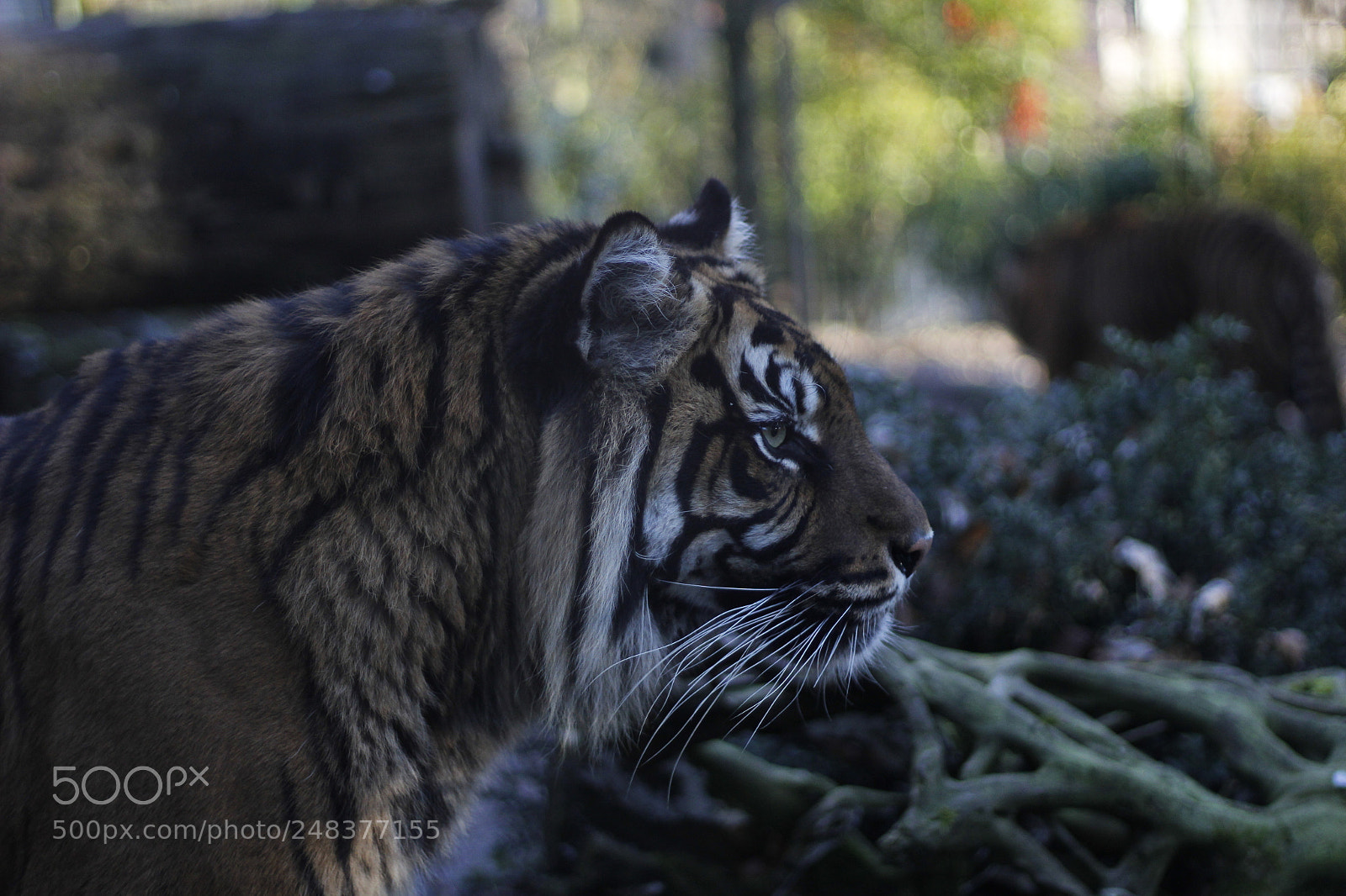 Canon EOS 1200D (EOS Rebel T5 / EOS Kiss X70 / EOS Hi) + Canon EF 50mm F1.8 STM sample photo. Tigre du sumatra photography