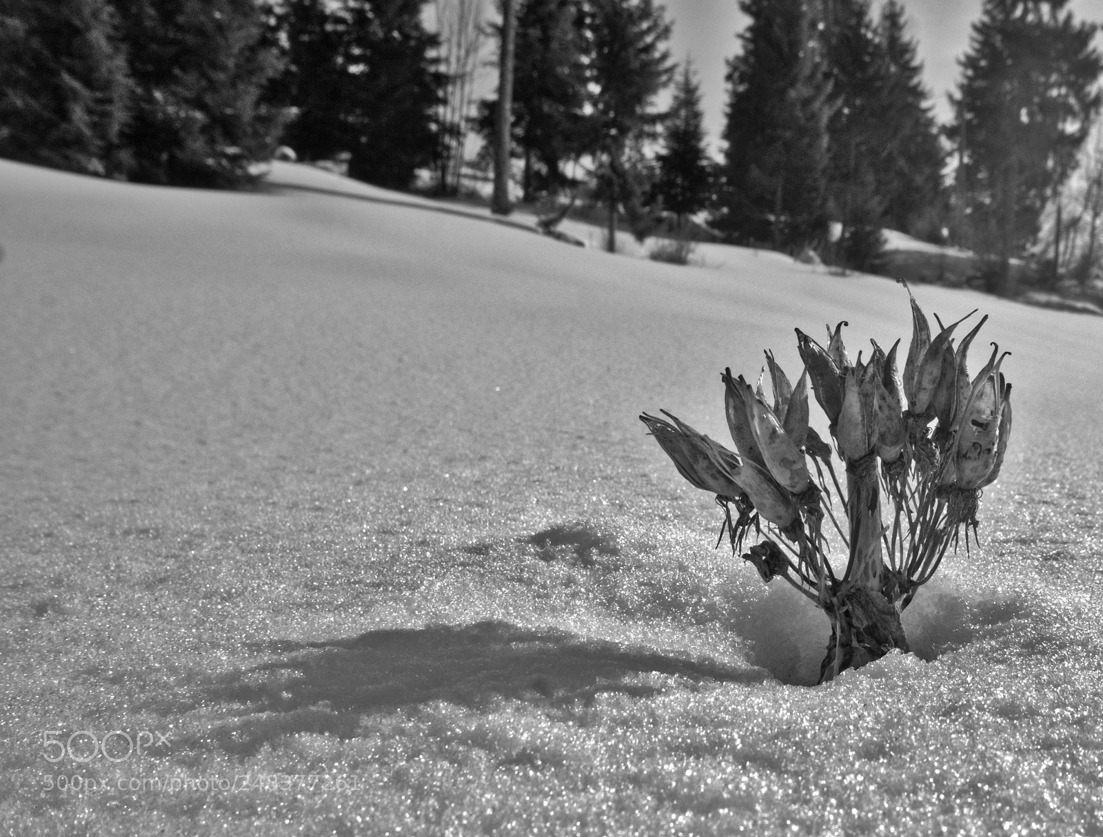 Sony Alpha a5000 (ILCE 5000) sample photo. Fleur neige - givrine photography
