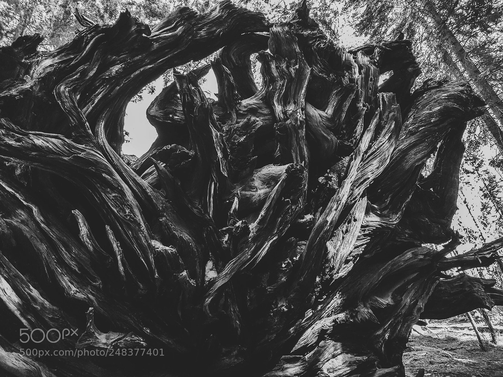 Samsung Galaxy S8+ sample photo. Twisted roots photography