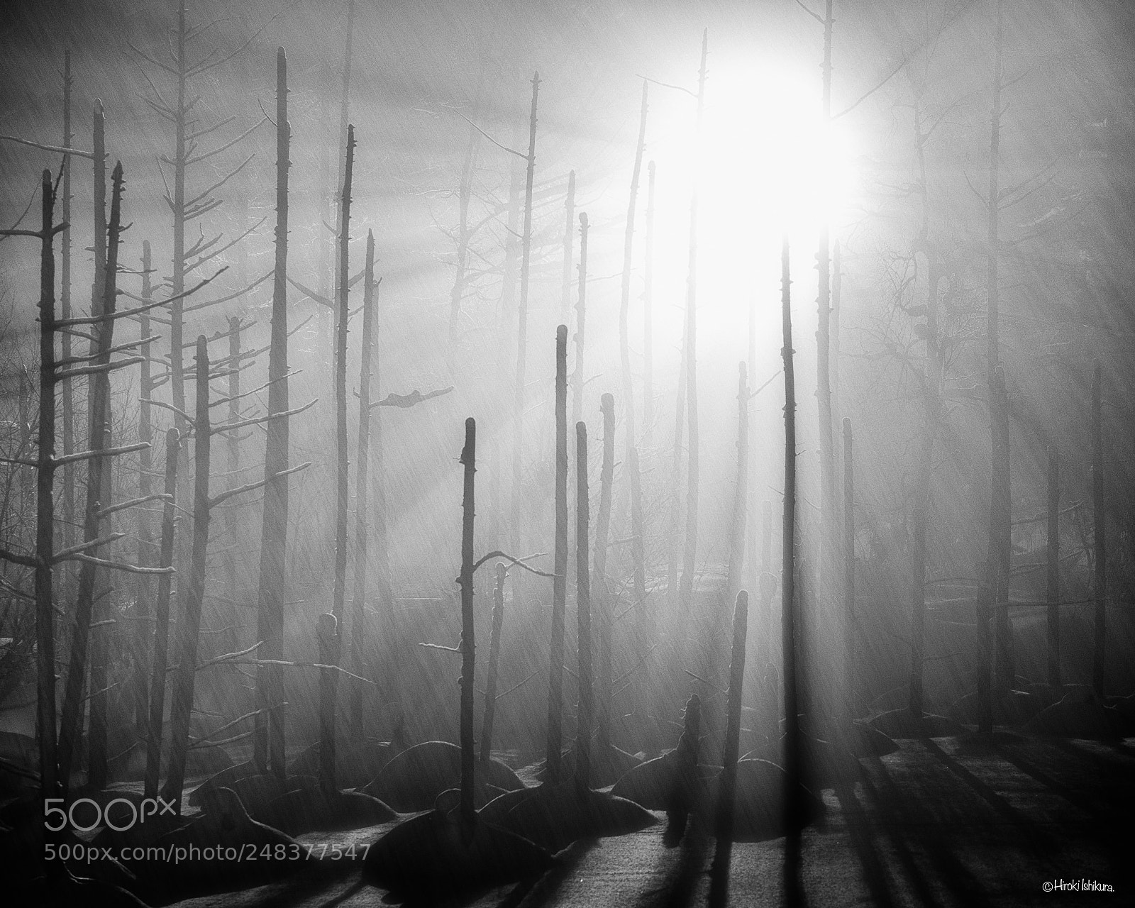 Sony a7R III sample photo. Snowstorm forest photography